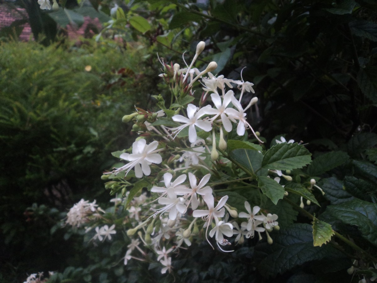 Clerodendrum calamitosum L.